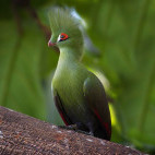 Green turaco