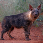 Juvenile brown hyena