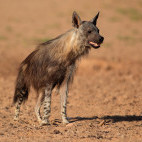 Brown hyena