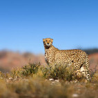 Cheetah