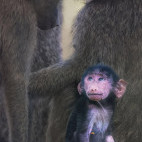 Yellow baboon baby in Olkirimatian Conservancy, Kenya.