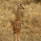 Baby giraffe in Kenya