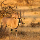 Beisa oryx in Kenya