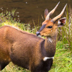 Bushbuck in Kenya