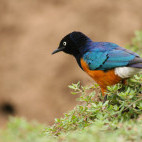 Colourful superb starling in Kenya