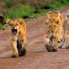 Four lion cubs in Kenya