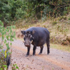 Giant forest hog in Kenya