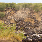 Wildebeest migration crossing the Mara River in Kenya