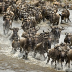 Wildebeest migration crossing the Mara River in Kenya