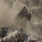Wildebeest migration crossing the Mara River in Kenya.