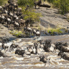 Wildebeest migration crossing the Mara River in Kenya.