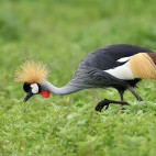 Grey crowned crane in Kenya