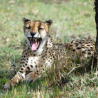 Cheetah in Kenya.