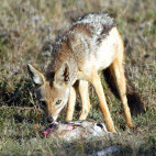 Jackal in Kenya.