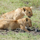 Lion cubs in Kenya.