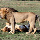 Lion in Kenya.