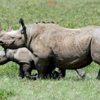 Rhino in Kenya.