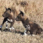 African wild dog in Kenya.