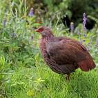 Jackson's francolin in Kenya