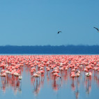 Lesser flamingo in Lake Nakuru National Park, Kenya