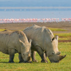 White rhino in Lake Nakuru National Park, Kenya