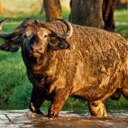 African buffalo in Lake Nakuru National Park, Kenya