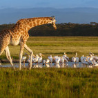 Rothschild's giraffe and great white pelicans in Lake Nakuru National Park, Kenya