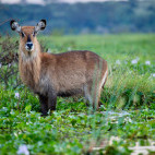 Waterbuck in Lake Nakuru National Park, Kenya