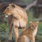 Lioness and cub in Masai Mara, Kenya.