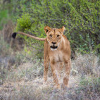 Lioness in Kenya