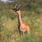 Male gerenuk in Kenya.
