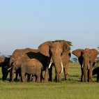 Elephant herd in Masai Mara National Reserve, Kenya.
