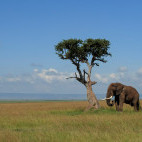 Elephant in Masai Mara National Reserve, Kenya.