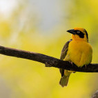 Baglafecht weaver in Kenya.