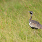 Black-bellied bustard in Kenya.