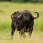 Cape buffalo in Masai Mara National Reserve, Kenya.