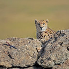 Cheetah in Masai Mara National Reserve, Kenya.