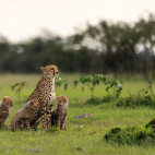 Cheetah in Masai Mara National Reserve, Kenya.