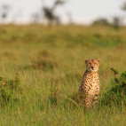 Cheetah in Masai Mara National Reserve, Kenya.