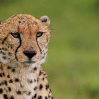 Cheetah in Masai Mara National Reserve, Kenya.