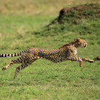 Cheetah in Masai Mara National Reserve, Kenya.