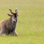 Eland in Masai Mara National Reserve, Kenya.