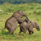 Elephant in Masai Mara National Reserve, Kenya.