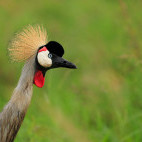 Grey-crowned crane in Masai Mara National Reserve, Kenya.
