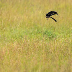 Jackson's widowbird in Kenya.