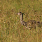 Kori bustard in Kenya.