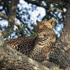 Leopard in Masai Mara National Reserve, Kenya.