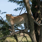 Leopard in Masai Mara National Reserve, Kenya.