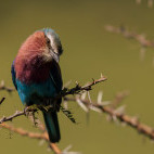 Lilac-breasted roller in Kenya.