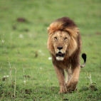 Lion in Masai Mara National Reserve, Kenya.